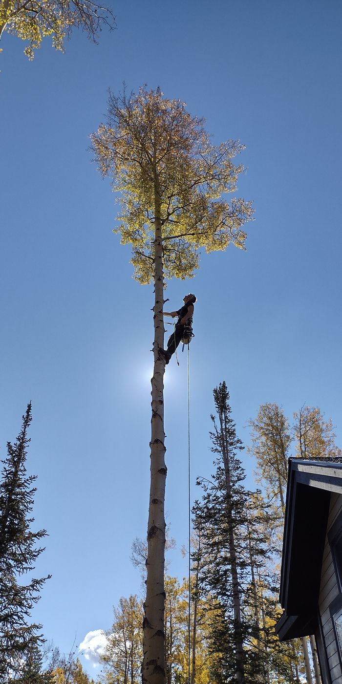 Cricket Cuts climber trimming a tall pine tree in Ormond Beach, FL