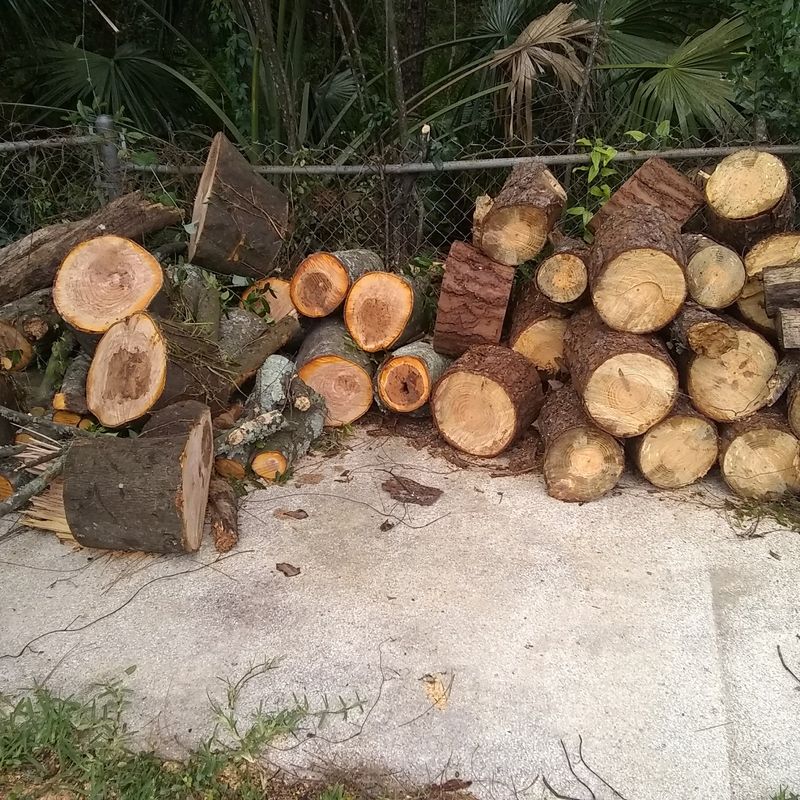 Cut log rounds stacked after a tree removal