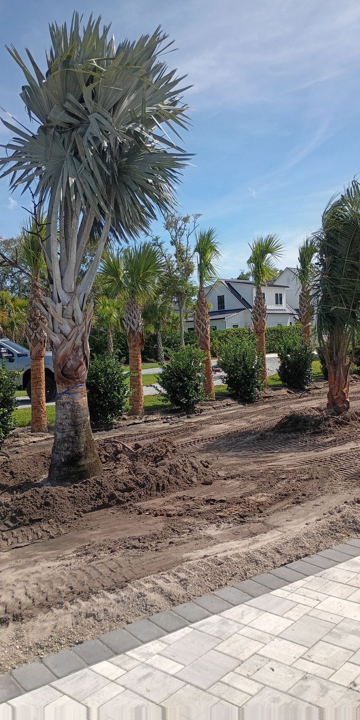 Palm trees and a paver walkway installed as part of a new landscape