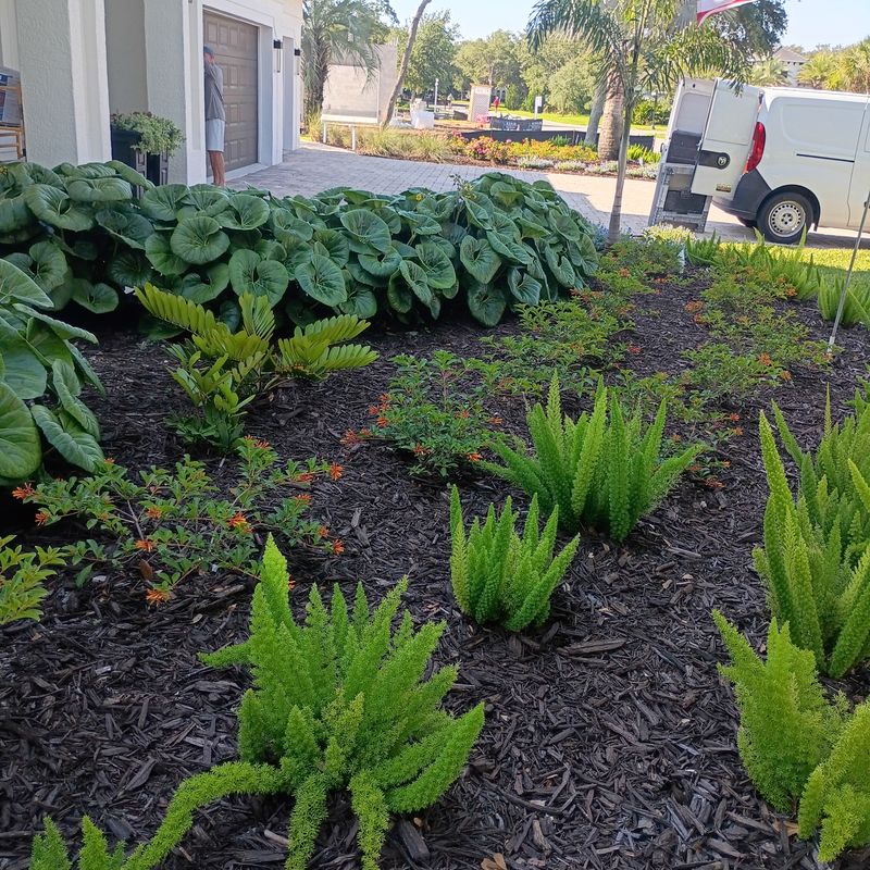 Freshly mulched planting bed with ferns along a home