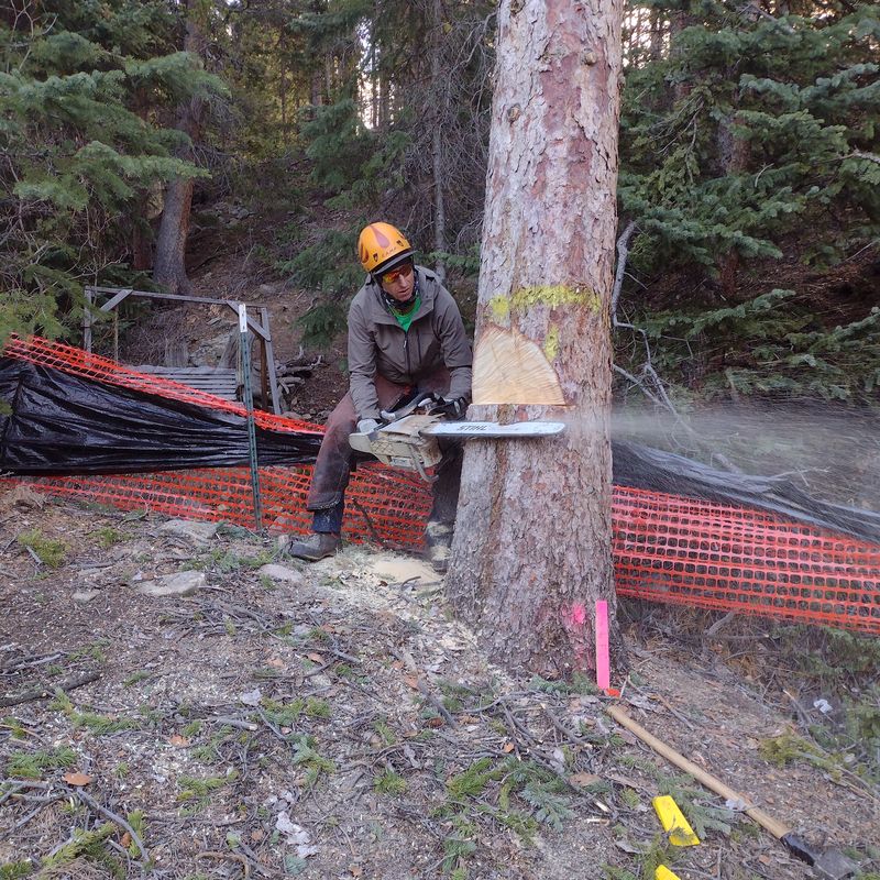 Felling a large pine tree with a chainsaw