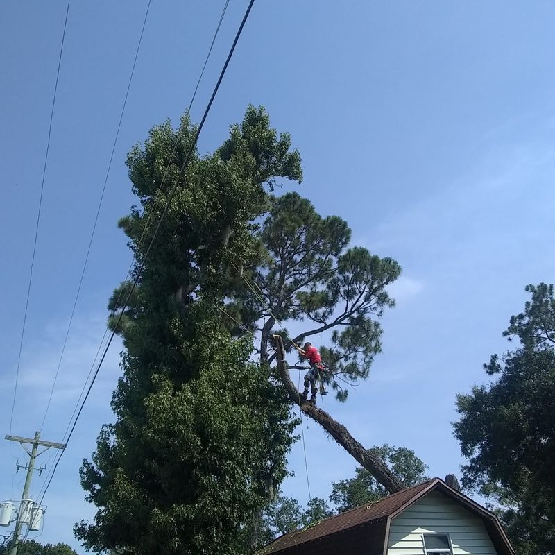 Tree trimming near power lines in Ormond Beach, FL