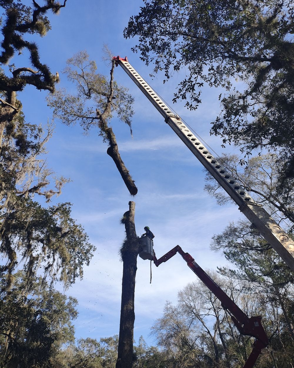 Crane lifting a large tree section during a removal in Ormond Beach, FL